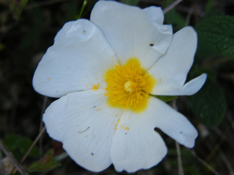 Cistus monspeliensis.JPG